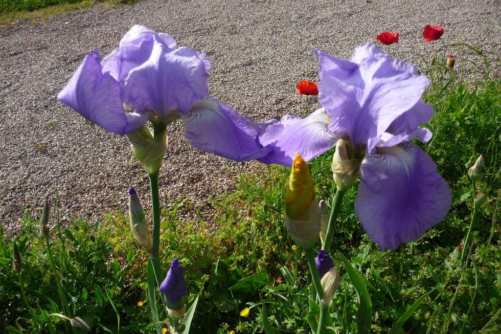 Maison D'Hotes Les Coquelicots Живерні Номер фото